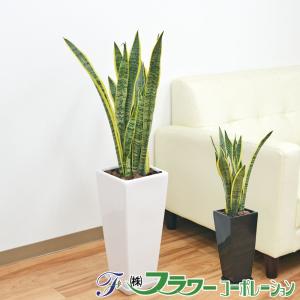 観葉植物 サンスベリア サンセベリア ローレンティ 多肉植物 7号陶器鉢植え ロングスクエア 75c...