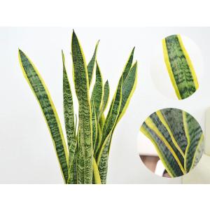観葉植物 サンスベリア サンセベリア ローレン...の詳細画像1
