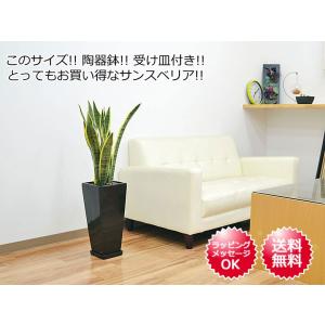 観葉植物 サンスベリア サンセベリア ローレン...の詳細画像4