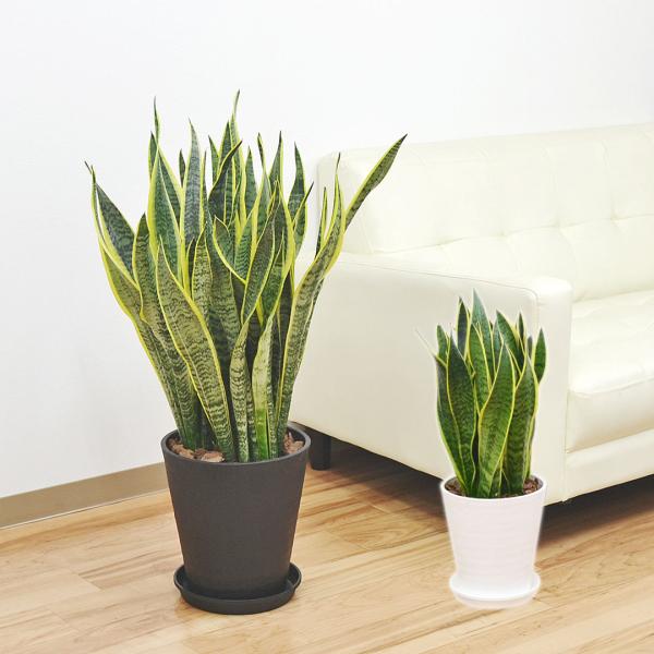 観葉植物 サンスベリア サンセベリア ローレンティ 多肉植物 8号セラート鉢植え 大型 おしゃれ お...