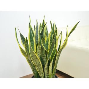 観葉植物 サンスベリア サンセベリア ローレン...の詳細画像1