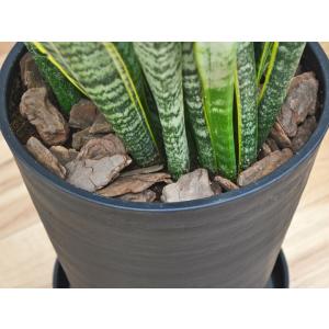 観葉植物 サンスベリア サンセベリア ローレン...の詳細画像2