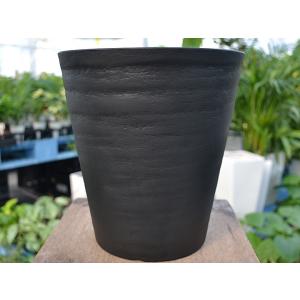 観葉植物 サンスベリア サンセベリア ローレン...の詳細画像3