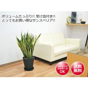 観葉植物 サンスベリア サンセベリア ローレン...の詳細画像4