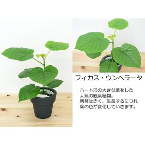 観葉植物 ウンベラータ エバーフレッシュ ガジ...の詳細画像1
