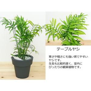 観葉植物 ウンベラータ エバーフレッシュ ガジ...の詳細画像4