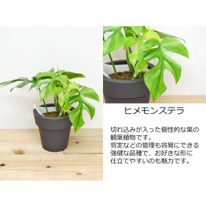 観葉植物 ウンベラータ エバーフレッシュ ガジ...の詳細画像5