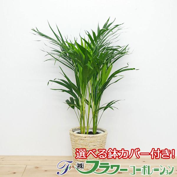 観葉植物 アレカヤシ 6号 鉢カバー付き おしゃれ お祝い ホワイト ブラウン