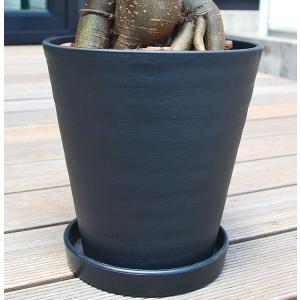観葉植物 ガジュマル 多幸の木 おしゃれ お祝...の詳細画像4