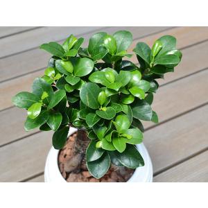 観葉植物 ガジュマル 多幸の木 おしゃれ お祝...の詳細画像1