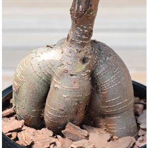 観葉植物 ガジュマル 多幸の木 おしゃれ お祝...の詳細画像2
