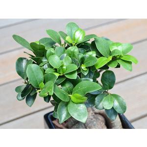 観葉植物 ガジュマル 多幸の木 おしゃれ お祝...の詳細画像1