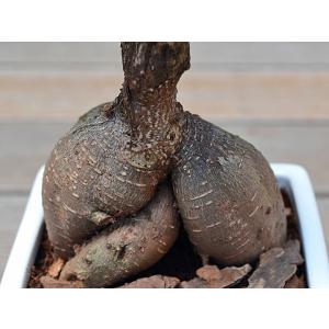 観葉植物 ガジュマル 多幸の木 おしゃれ お祝...の詳細画像2