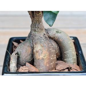 観葉植物 ガジュマル 多幸の木 おしゃれ お祝...の詳細画像3