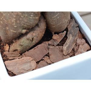 観葉植物 ガジュマル 多幸の木 おしゃれ お祝...の詳細画像4