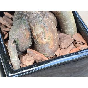 観葉植物 ガジュマル 多幸の木 おしゃれ お祝...の詳細画像5