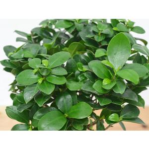 観葉植物 ガジュマル 多幸の木 セラート すり...の詳細画像1