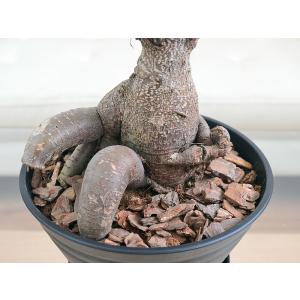 観葉植物 ガジュマル 多幸の木 セラート すり...の詳細画像2