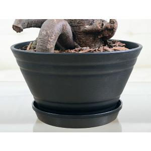 観葉植物 ガジュマル 多幸の木 セラート すり...の詳細画像3