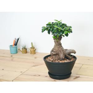 観葉植物 ガジュマル 多幸の木 セラート すり...の詳細画像4