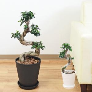 観葉植物 ガジュマル 多幸の木 曲がり仕立て セラート