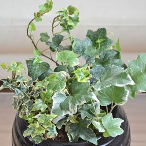 観葉植物 アイビー ヘデラ 3種類寄せ植え ボ...の詳細画像2