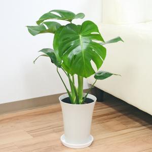 オーガスタ ストレリチア ニコライ 6号鉢サイズ 鉢植え ストレチア
