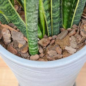 観葉植物 サンスベリア サンセベリア ローレン...の詳細画像2