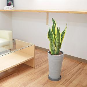 観葉植物 サンスベリア サンセベリア ローレン...の詳細画像5