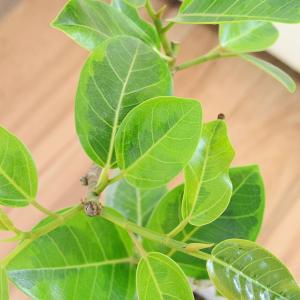 観葉植物 フィカス アルテシーマ アルテシマゴ...の詳細画像1