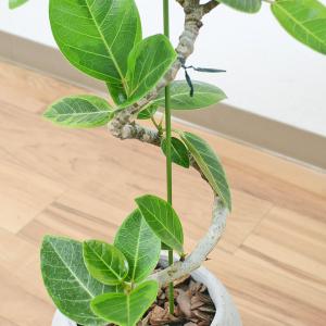 観葉植物 フィカス アルテシーマ アルテシマゴ...の詳細画像2