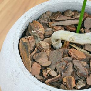 観葉植物 フィカス アルテシーマ アルテシマゴ...の詳細画像3