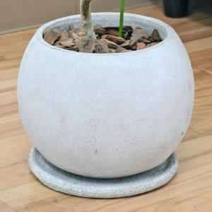 観葉植物 フィカス アルテシーマ アルテシマゴ...の詳細画像4