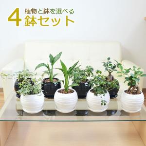 観葉植物 モンステラ 6号サイズ 選べる鉢カバー付き : フラワー