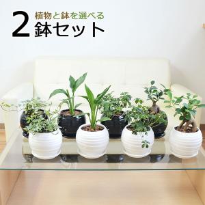 観葉植物 7号4号 2鉢セット 陶器鉢植え 選べる品種 おしゃれ お祝い