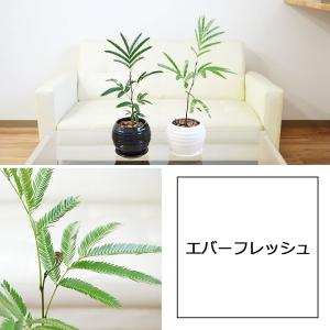 観葉植物 ガジュマル エバーフレッシュ ポトス...の詳細画像2