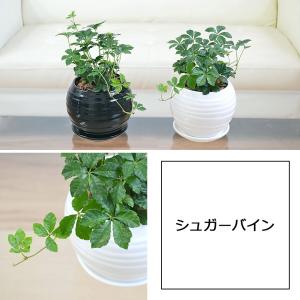 観葉植物 ガジュマル エバーフレッシュ ポトス...の詳細画像4