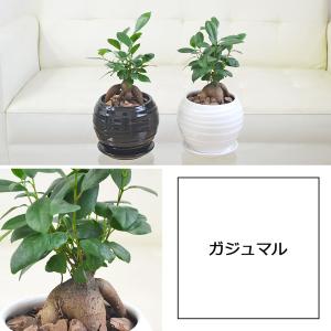 観葉植物 ガジュマル エバーフレッシュ ポトス...の詳細画像3