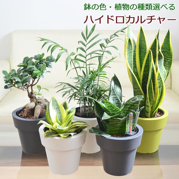 観葉植物 ガジュマル サンスベリア テーブルヤシ ハイドロカルチャー 水耕栽培 5号 種類 選べる ...