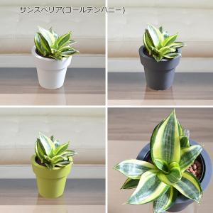 観葉植物 ガジュマル サンスベリア テーブルヤ...の詳細画像2