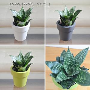 観葉植物 ガジュマル サンスベリア テーブルヤ...の詳細画像3