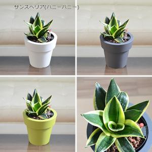 観葉植物 ガジュマル サンスベリア テーブルヤ...の詳細画像4