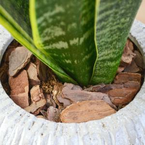 観葉植物 サンスベリア サンセベリア 多肉植物...の詳細画像2