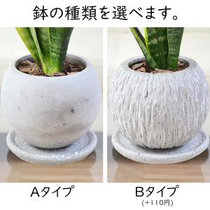 観葉植物 サンスベリア サンセベリア 多肉植物...の詳細画像3