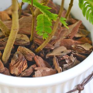 観葉植物 エバーフレッシュ アカサヤネムノキ ...の詳細画像2