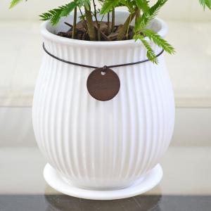 観葉植物 エバーフレッシュ アカサヤネムノキ ...の詳細画像3