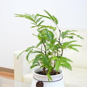 観葉植物 エバーフレッシュ アカサヤネムノキ ...の詳細画像4