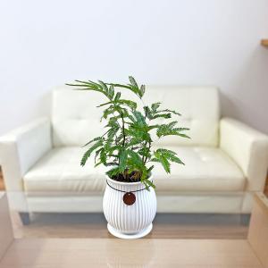 観葉植物 エバーフレッシュ アカサヤネムノキ ...の詳細画像5