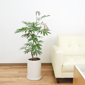 観葉植物 エバーフレッシュ アカサヤネムノキ 陶器鉢 円柱形 シリンダー マット ツヤなし ホワイト 白 7号 おしゃれ 本物 インテリア 室内