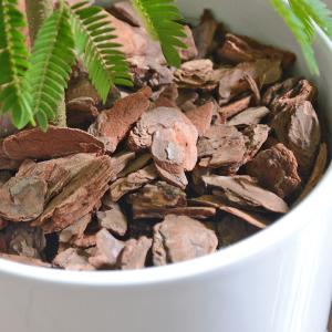 観葉植物 エバーフレッシュ アカサヤネムノキ ...の詳細画像2
